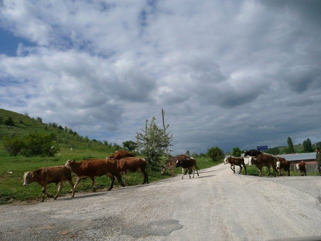 P1080396.jpg