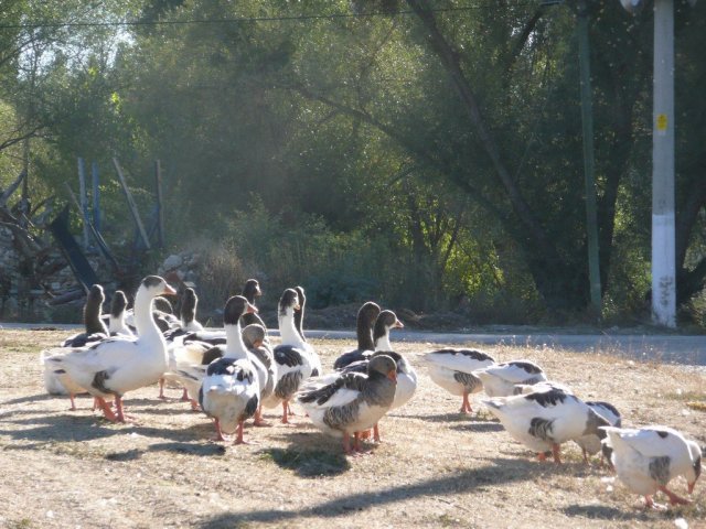 P1090369.JPG