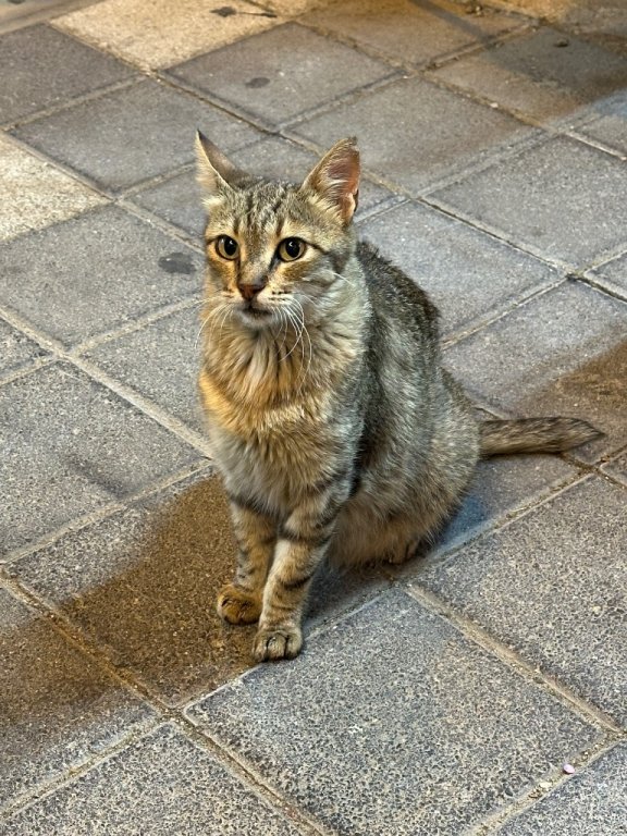 IMG_0334.jpeg.cea1cda63e09d8030cdebce214703573.jpeg