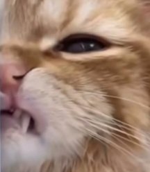kedi.jpg.920ef7c370eb691ff01491c96a3b39d2.jpg