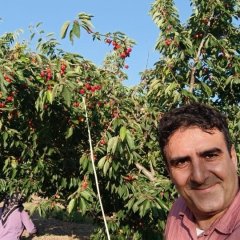 Ayhan Asil